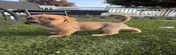 Mixed Breed dogs for sale: Mixed Breed 2 - Ad 1