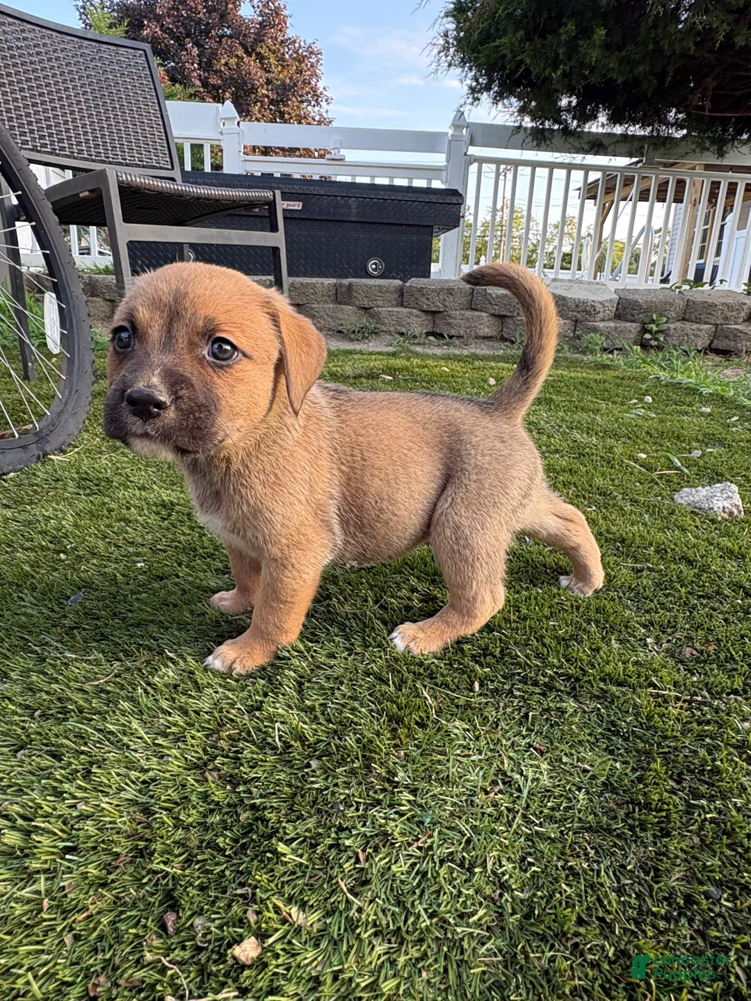 Mixed Breed dogs for sale: Mixed Breed 2 - Ad 1