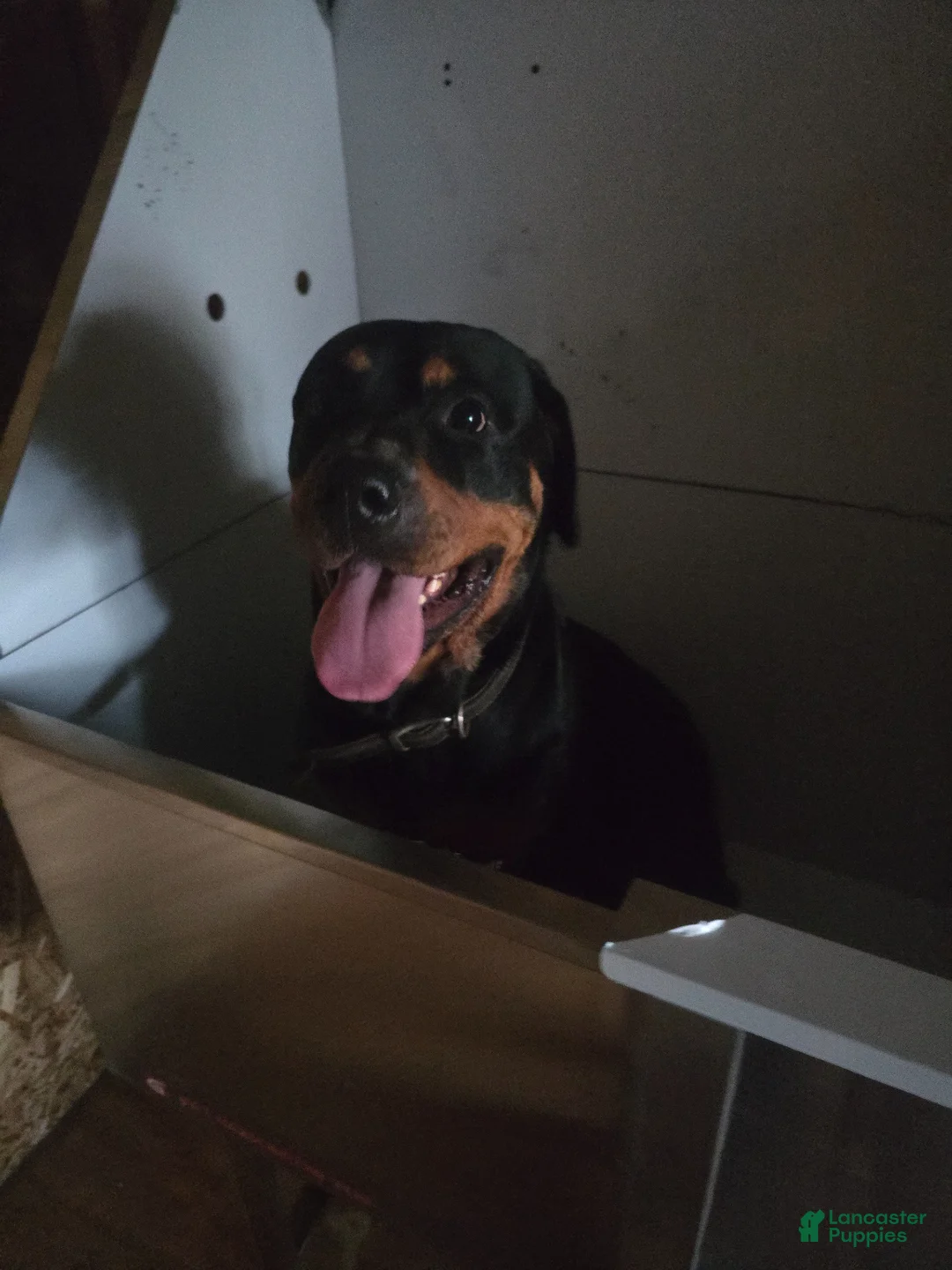 Rottweiler dogs for sale: Rottweiler Puppy 1 - Ad 6