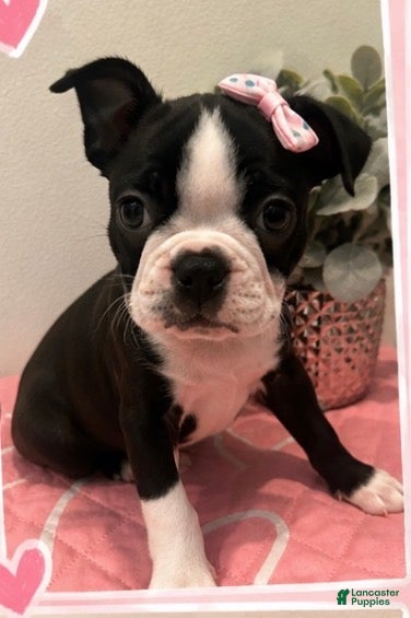 Boston Terrier dogs Sugar - Ad 32