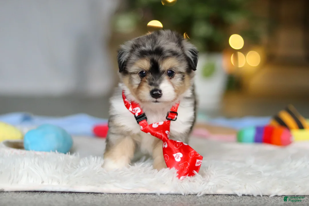 Mixed Breed dogs for sale: Buddy - Ad 1