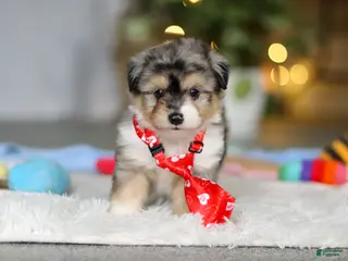 Mixed Breed dogs Buddy - Ad 4