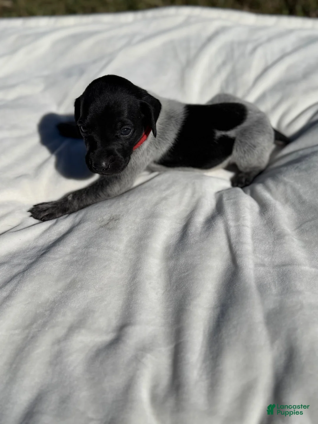 German Shorthaired Pointer dogs for sale: German Shorthaired Pointer 1 - Ad 2