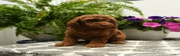 Toy Poodle dogs for sale: Hatty - Ad 4