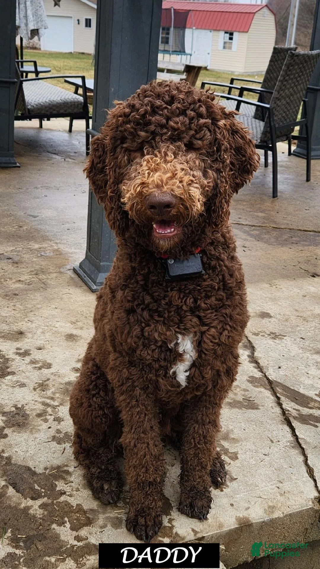 Labradoodle dogs for sale: Perdie - Ad 3