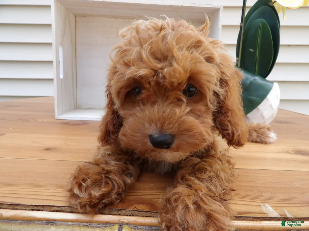 Gallery Image {{count}}