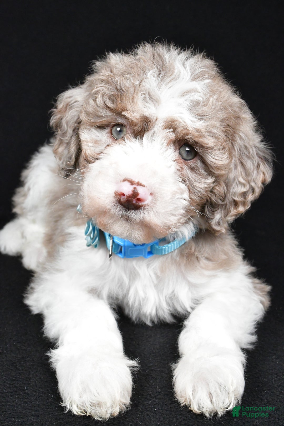 Sheepadoodle dogs for sale: Cotton - Ad 4