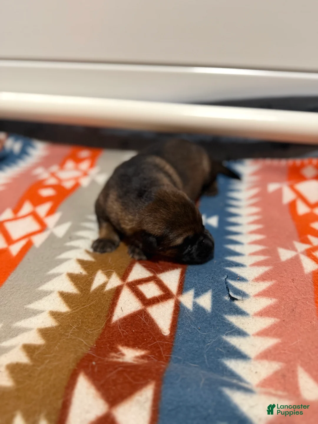 German Shepherd dogs for sale: Queen - Ad 2