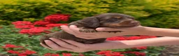 Miniature Dachshund dogs for sale: Fiddle  - Ad 3