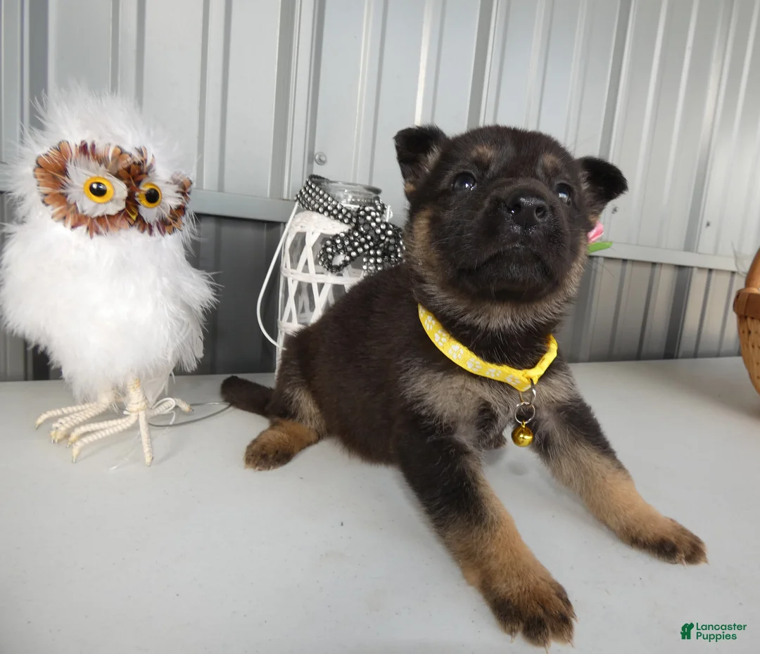 German Shepherd dogs for sale: German Shepherd Puppy 2 Winnie - Ad 2