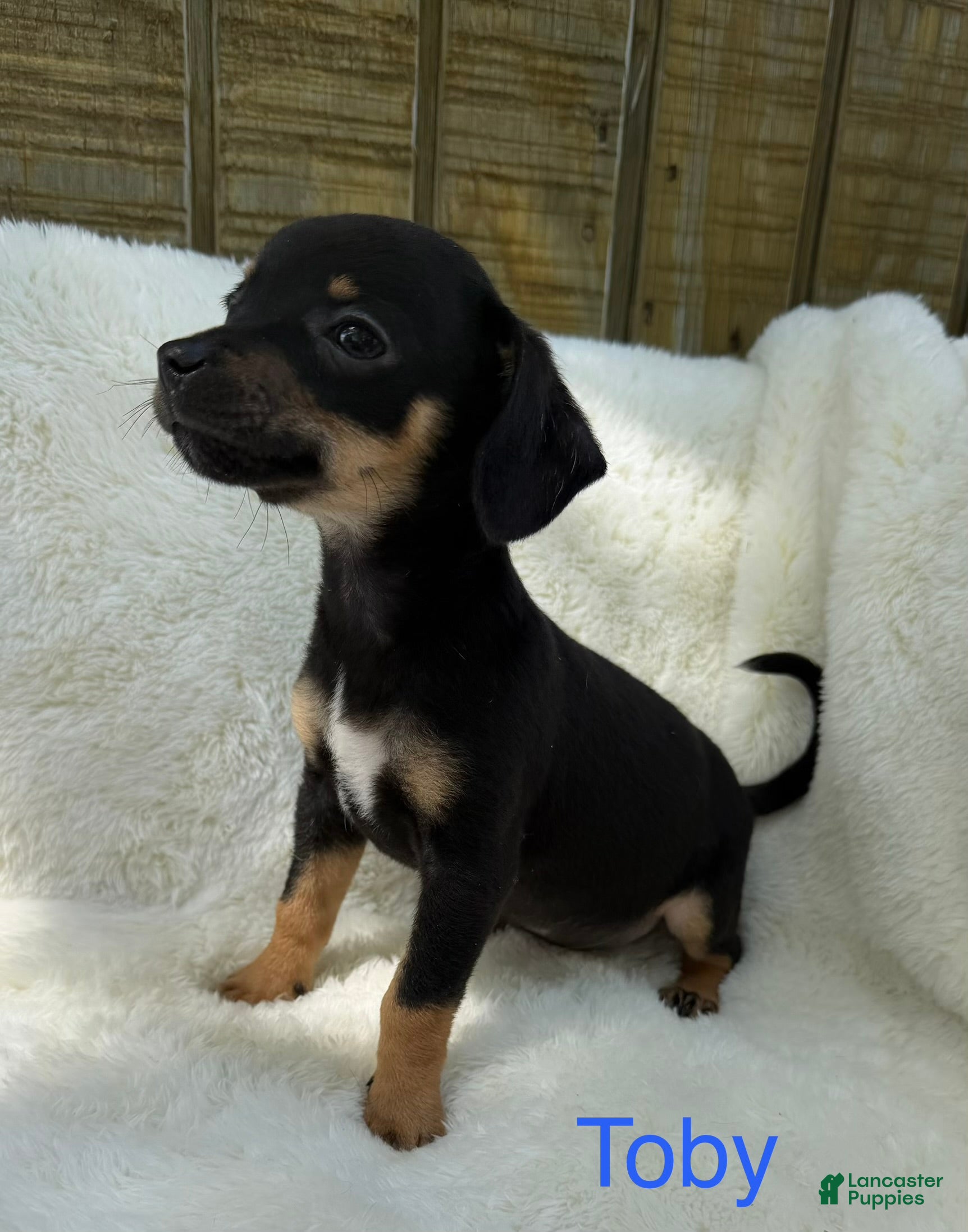 Chihuahua dogs Chihuahua Puppy 2 - Ad 2