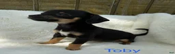 Chihuahua dogs for sale: Chihuahua Puppy 2 - Ad 2