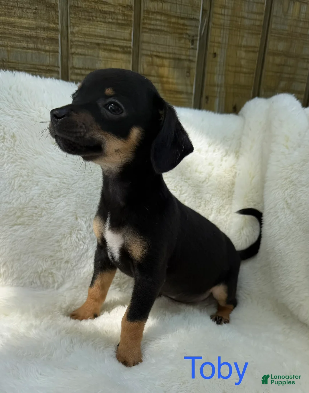 Chihuahua dogs for sale: Chihuahua Puppy 2 - Ad 2