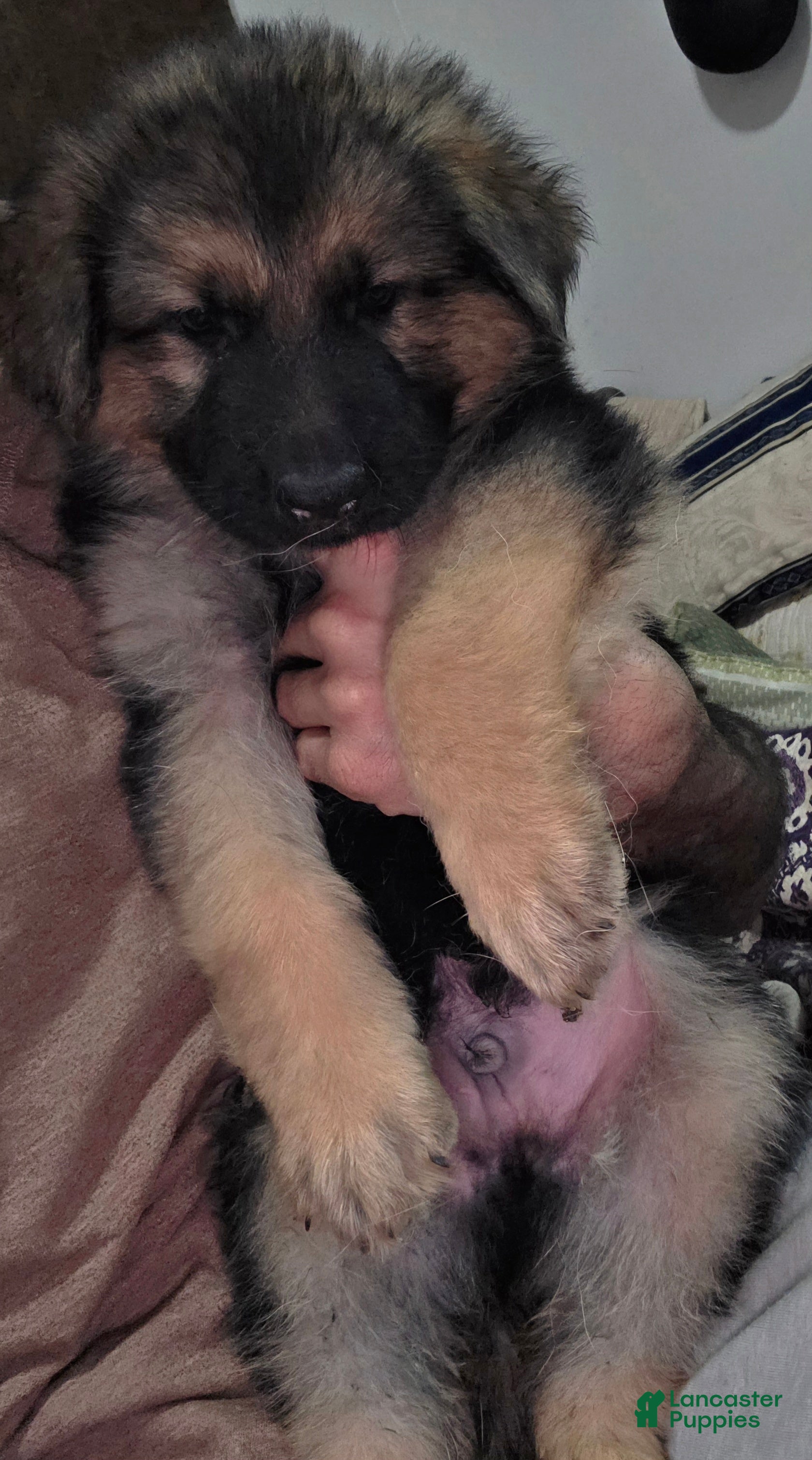 German Shepherd dogs Ace (2) - Ad 8