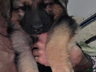 German Shepherd dogs Ace (2) - Ad 8