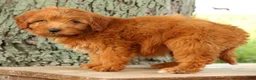 Mini Goldendoodle dogs for sale: Tucker - Ad 5