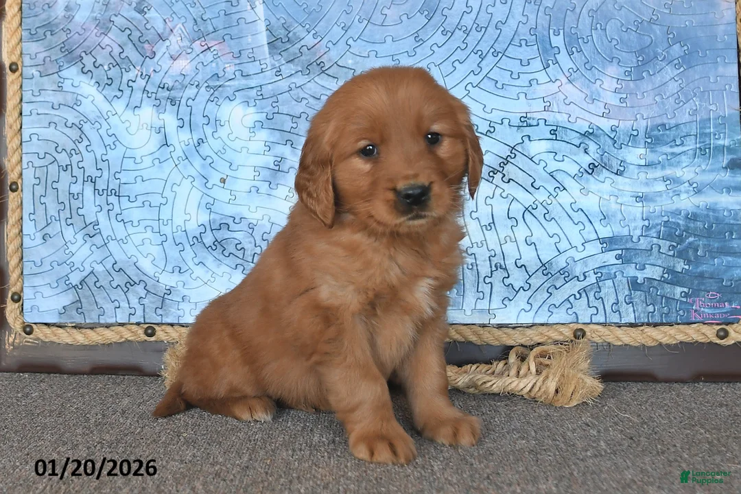 Golden Retriever dogs for sale: Chester - Ad 1