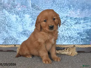 Golden Retriever dogs Chester - Ad 31