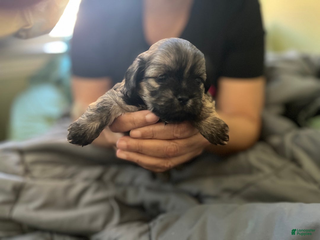 Mixed Breed dogs for sale: Mixed Breed Puppy 2 - Ad 5