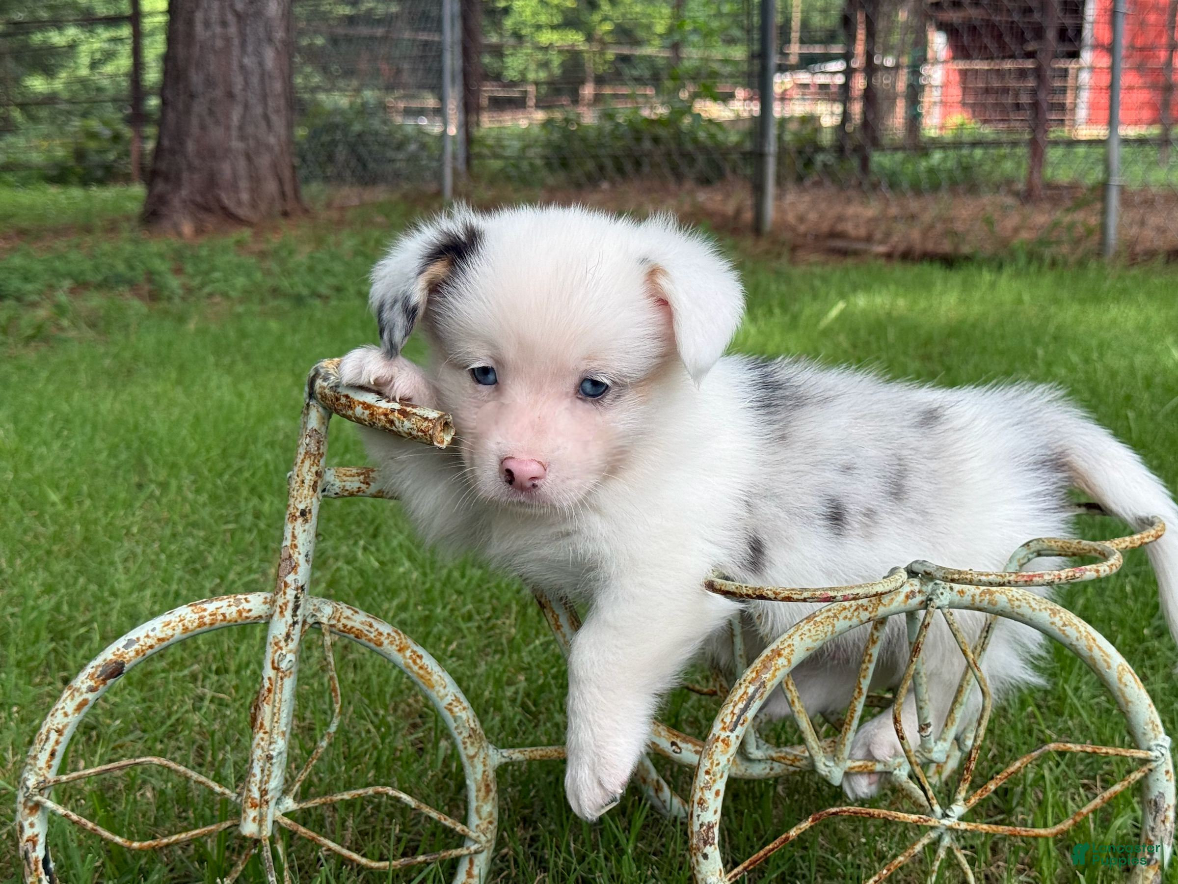 Mixed Breed dogs Full Tail Mismark  - Ad 1