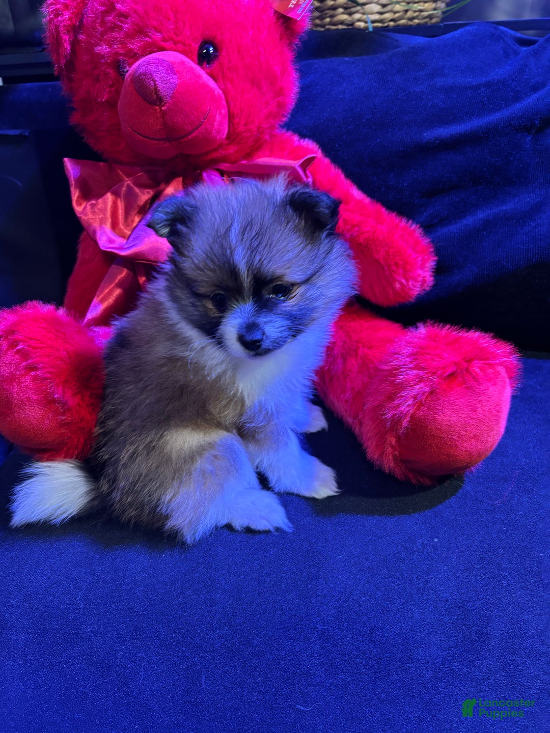 Pomeranian dogs for sale: Sparkles - Ad 3