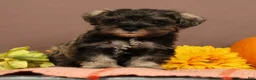 Miniature Schnauzer dogs for sale: Charlotte - Ad 3