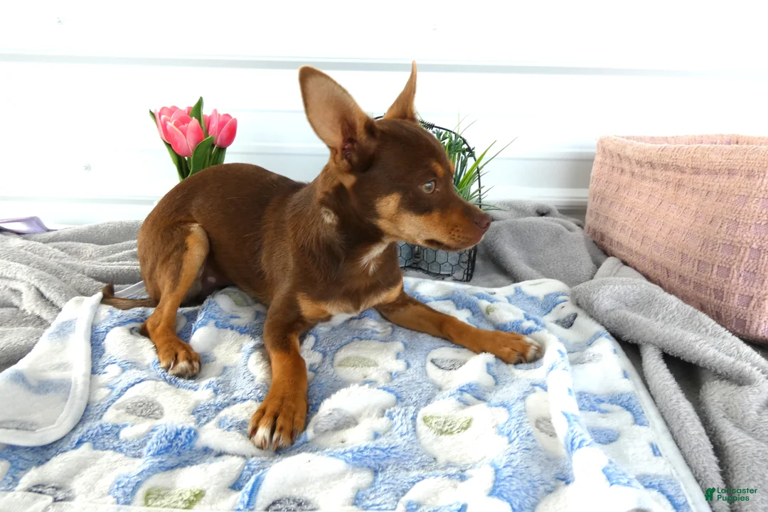 Chihuahua dogs for sale: Chihuahua 3 Choclater - Ad 2
