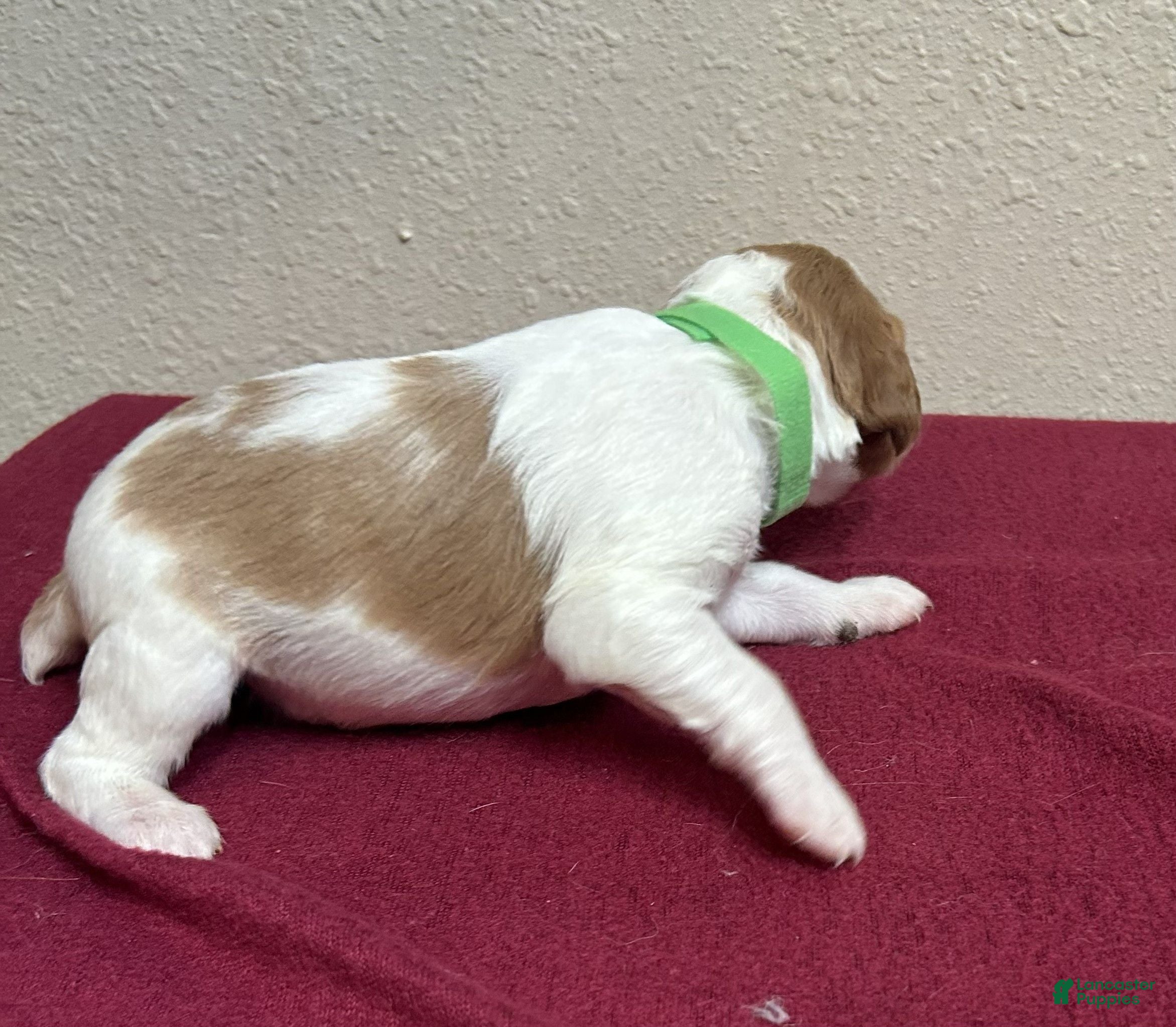 Brittany Spaniel dogs Green Collar - Ad 2