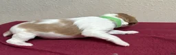 Brittany Spaniel dogs for sale: Green Collar - Ad 2