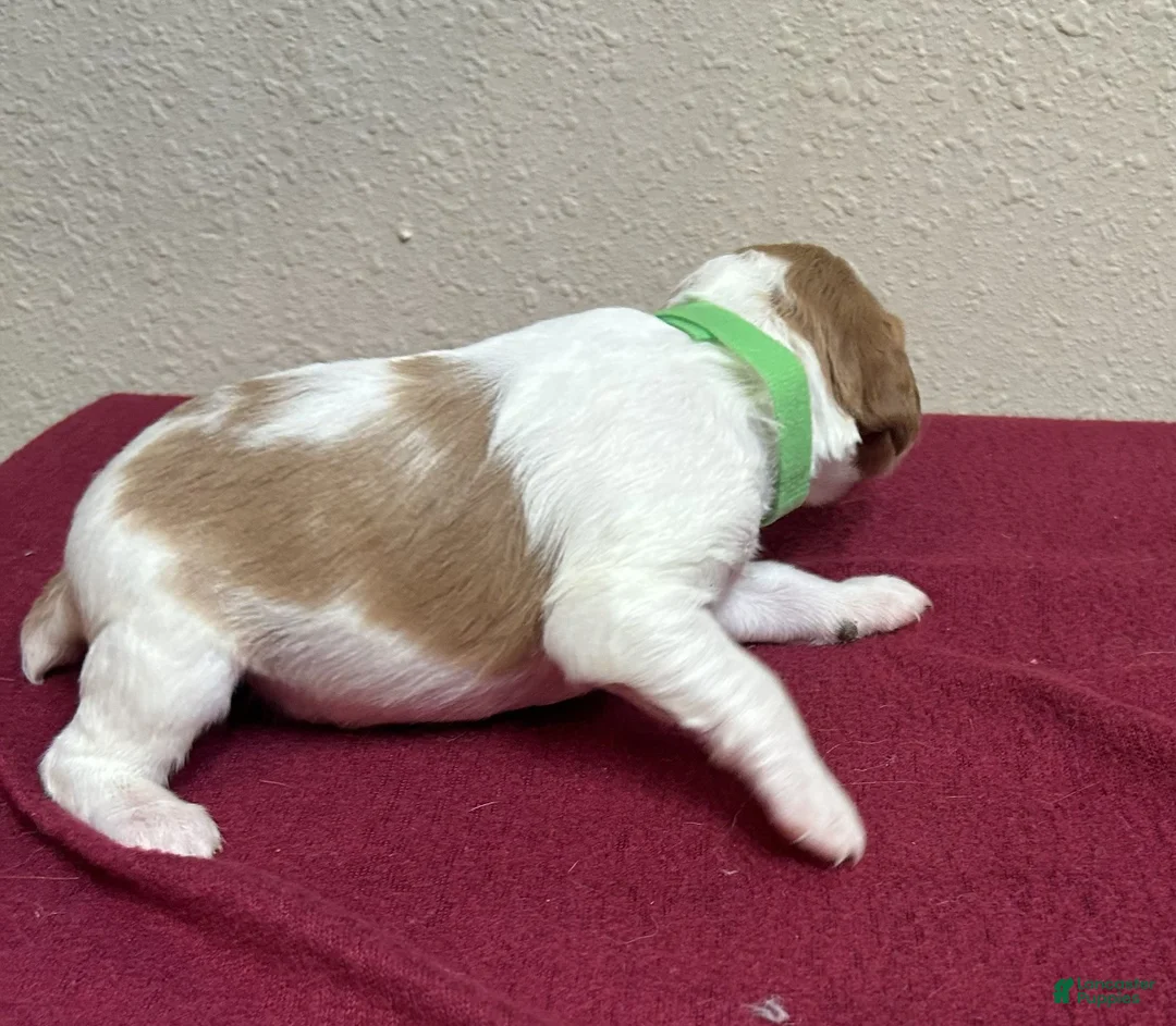 Brittany Spaniel dogs for sale: Green Collar - Ad 2