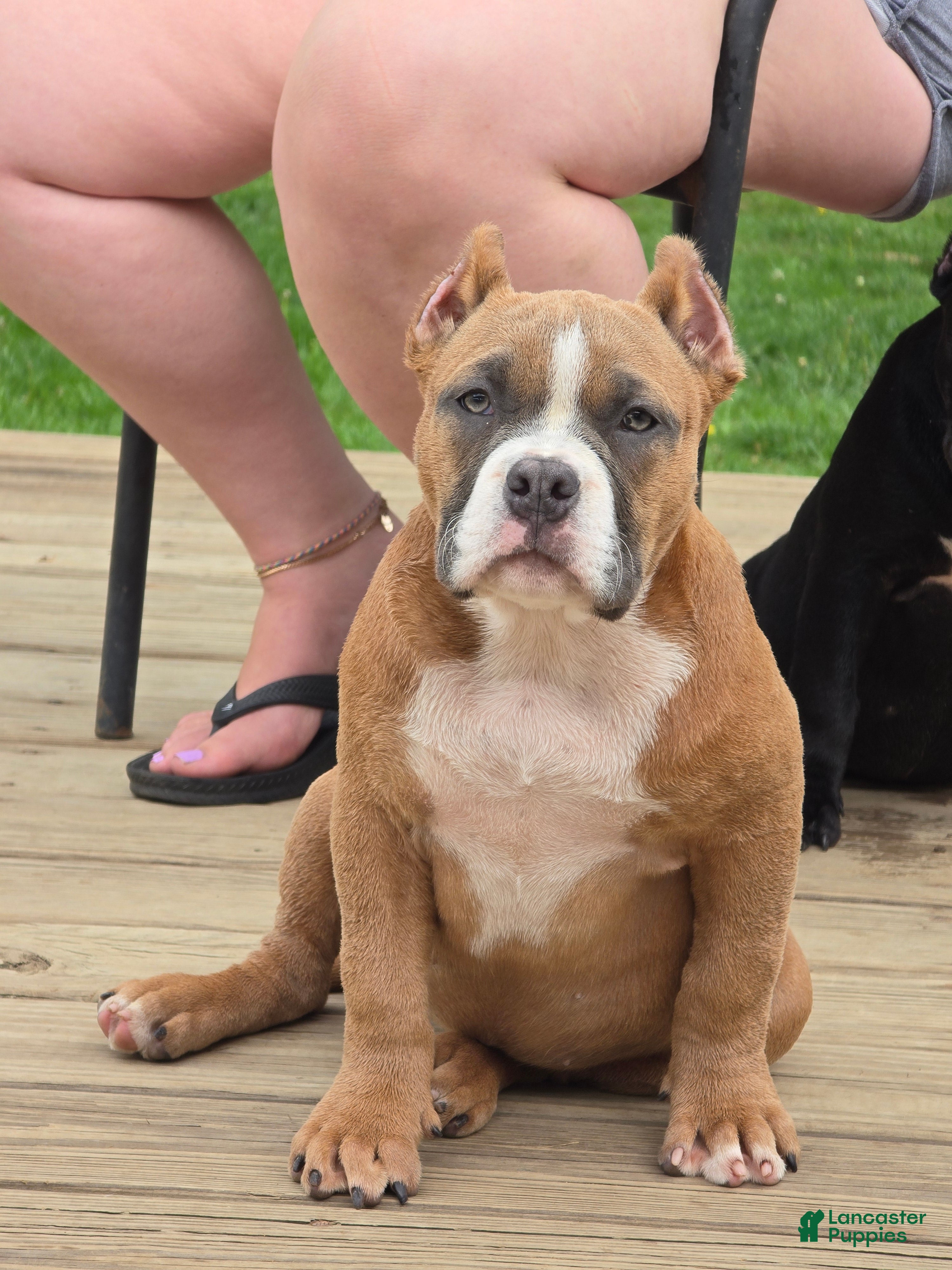 American Bully dogs Stoney  - Ad 2