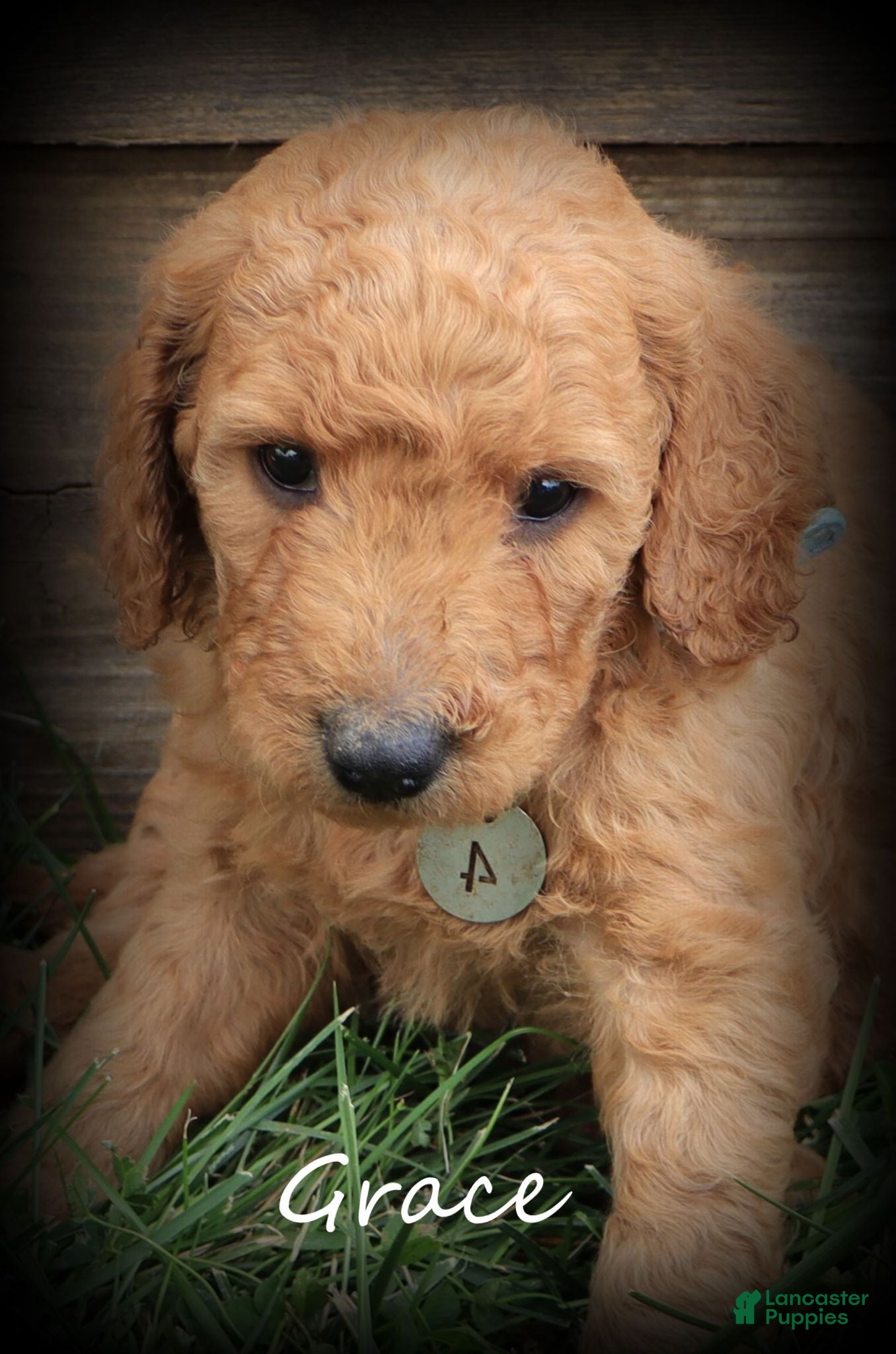 Goldendoodle dogs Grace - Ad 1