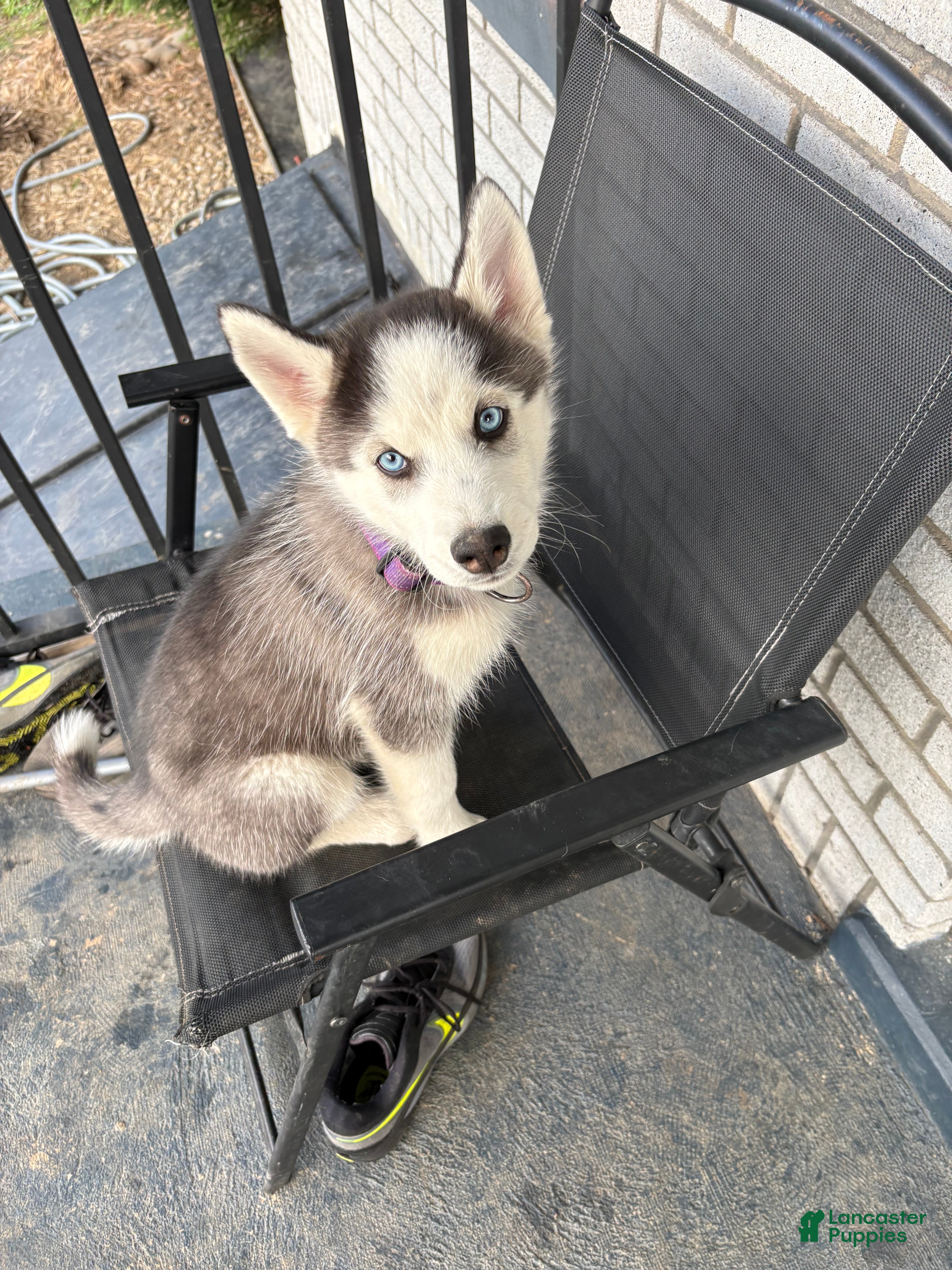 Siberian Husky dogs Siberian Husky Puppy 1 - Ad 24