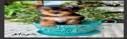 Yorkshire Terrier dogs for sale: Maple  - Ad 1