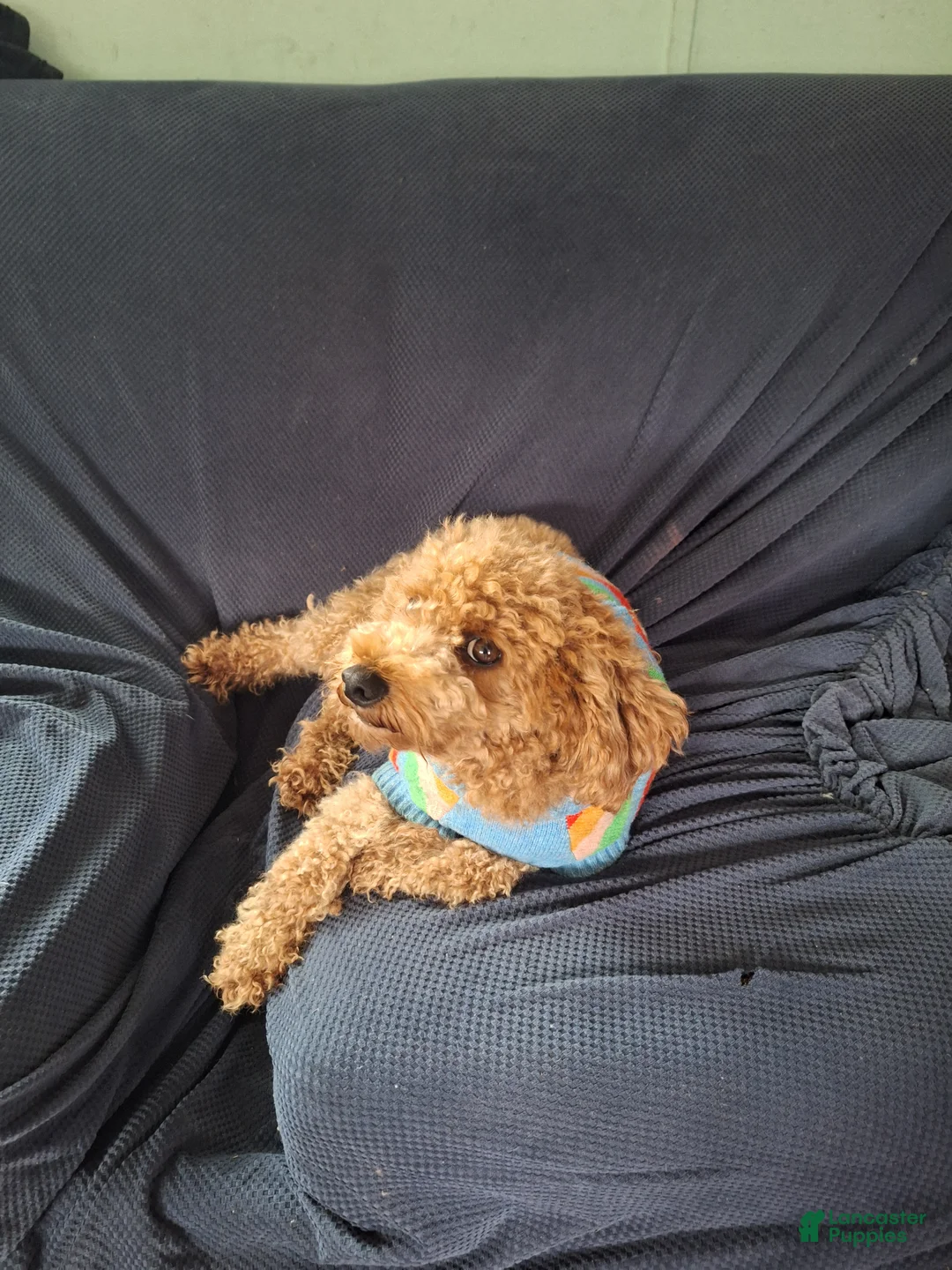 Maltipoo dogs for sale: Maltipoo Puppy 1 - Ad 5
