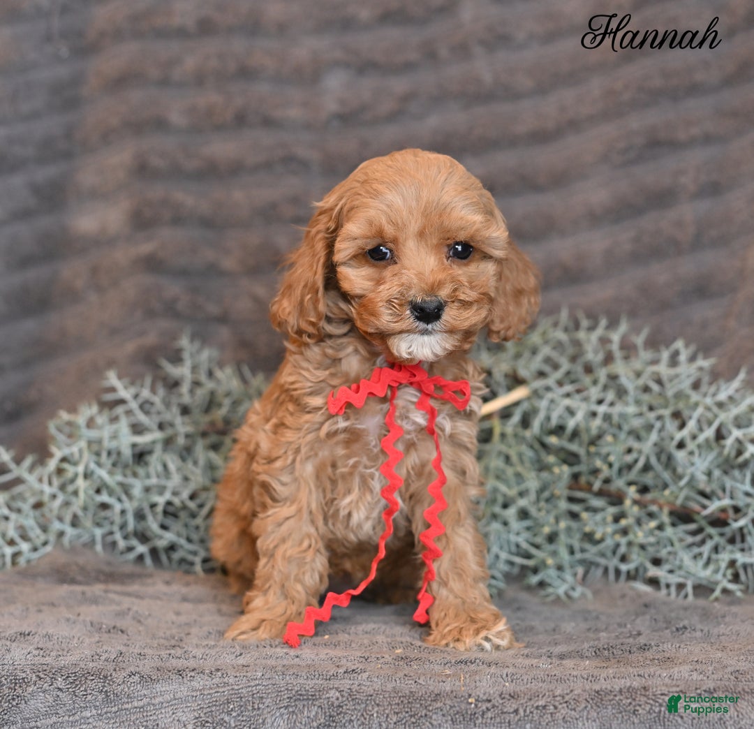Cockapoo dogs for sale: Hannah - Ad 5