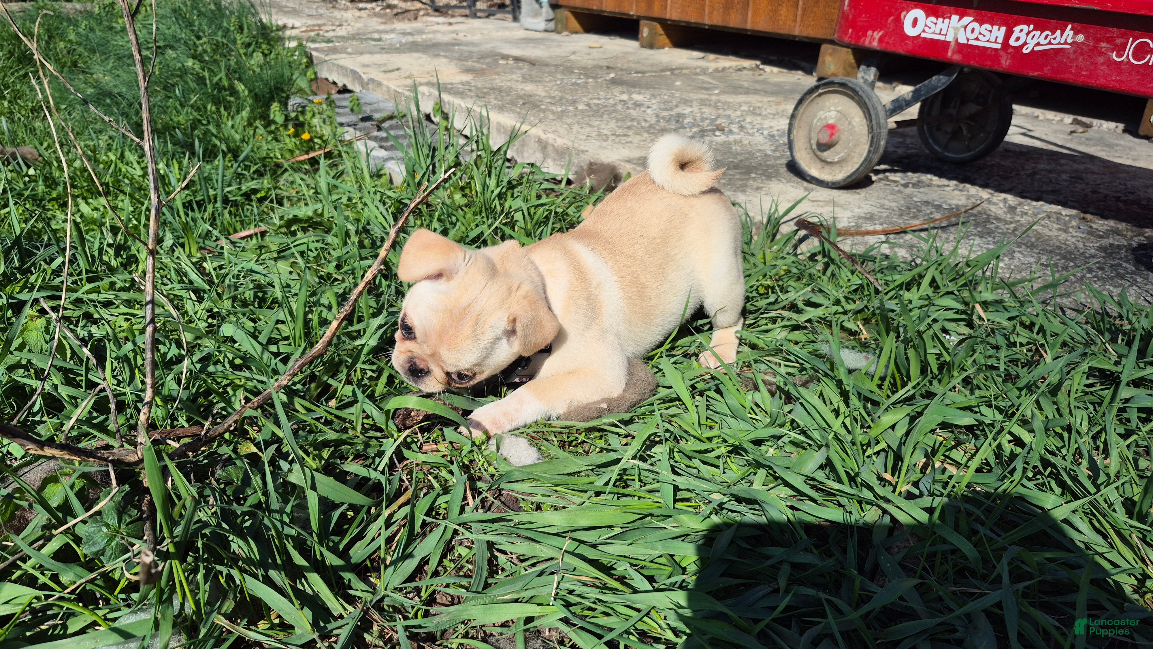 Pug dogs Blaire - Ad 1