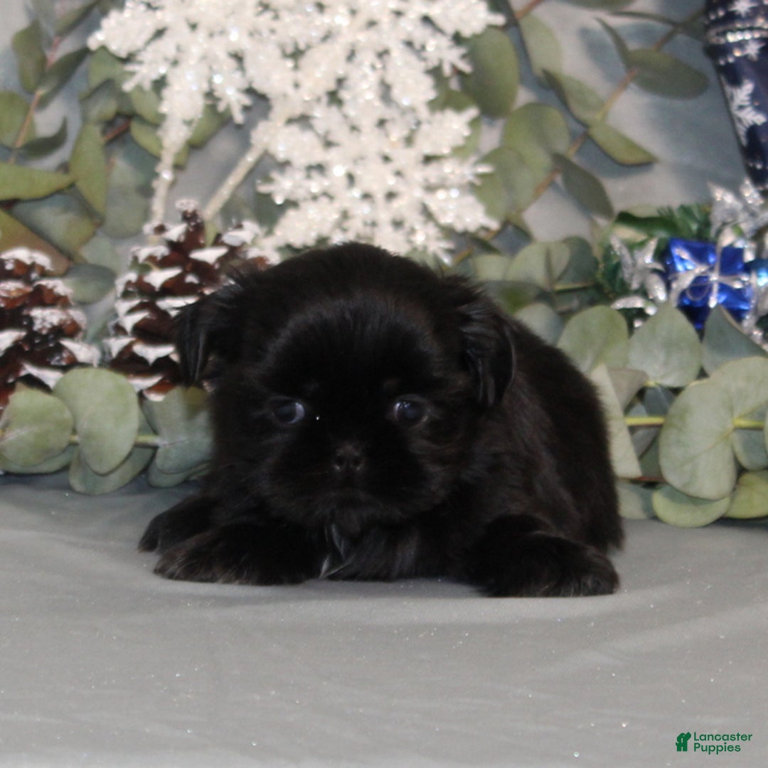 Shih Tzu dogs for sale: Raspberry AKC - Ad 4