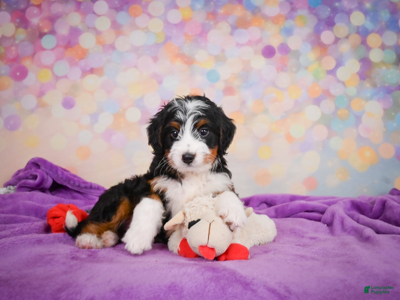 Mini Bernedoodle dogs Sasha - Ad 2