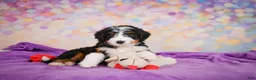 Mini Bernedoodle dogs for sale: Sasha - Ad 2