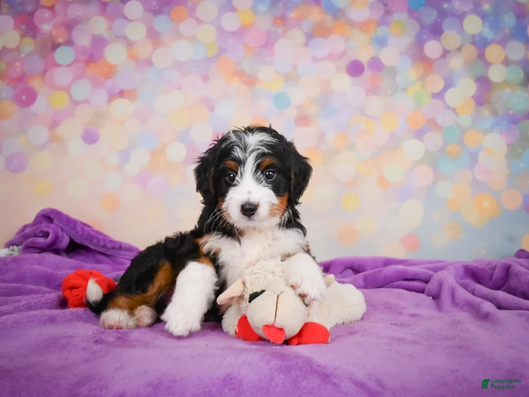 Mini Bernedoodle dogs for sale: Sasha - Ad 2