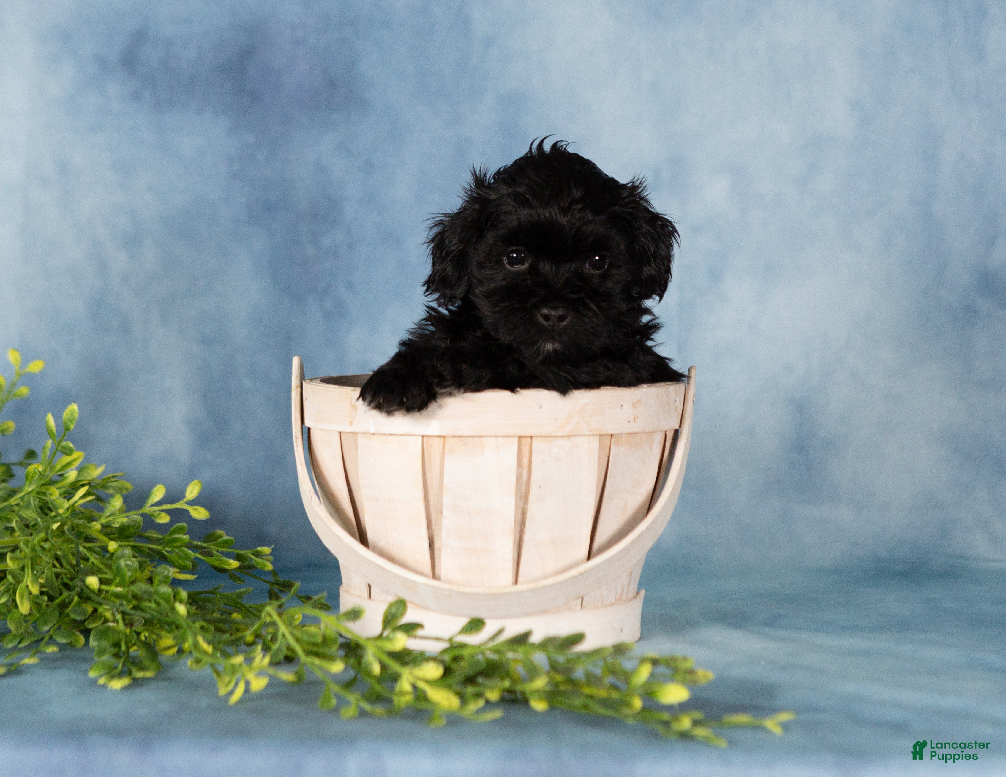 Mixed Breed dogs Mocha - Ad 2