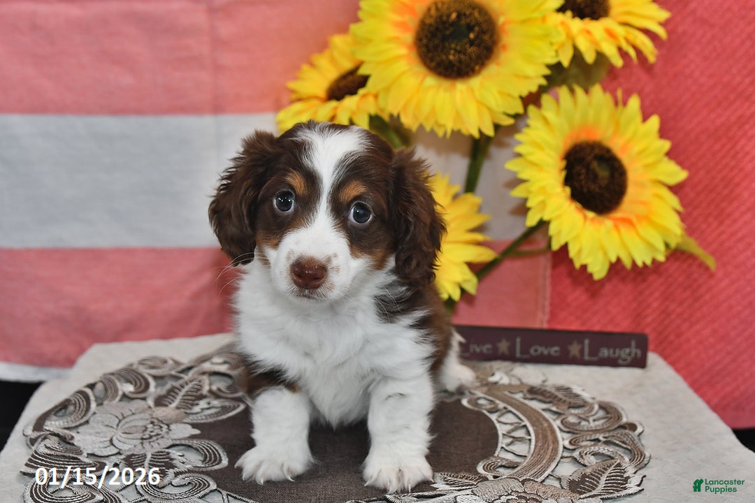 Miniature Dachshund dogs for sale: Hero - Ad 4