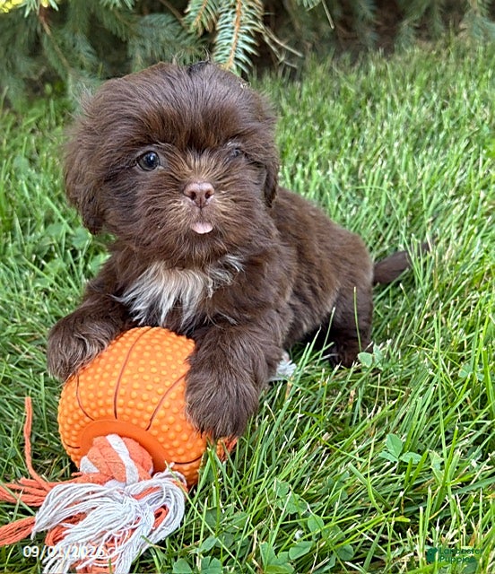 Shih Tzu dogs Lennon - Ad 2