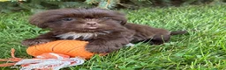 Shih Tzu dogs for sale: Lennon - Ad 2