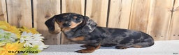 Miniature Dachshund dogs for sale: Valerie - Ad 4