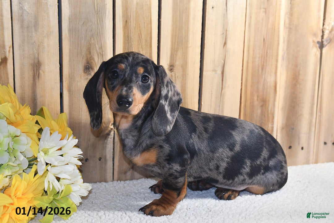 Miniature Dachshund dogs for sale: Valerie - Ad 4