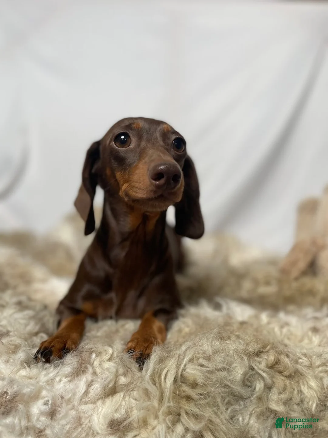 Miniature Dachshund dogs for sale: Miniature Dachshund Puppy 1 - Ad 8