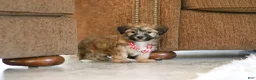 Morkie dogs for sale: Milo - Ad 2