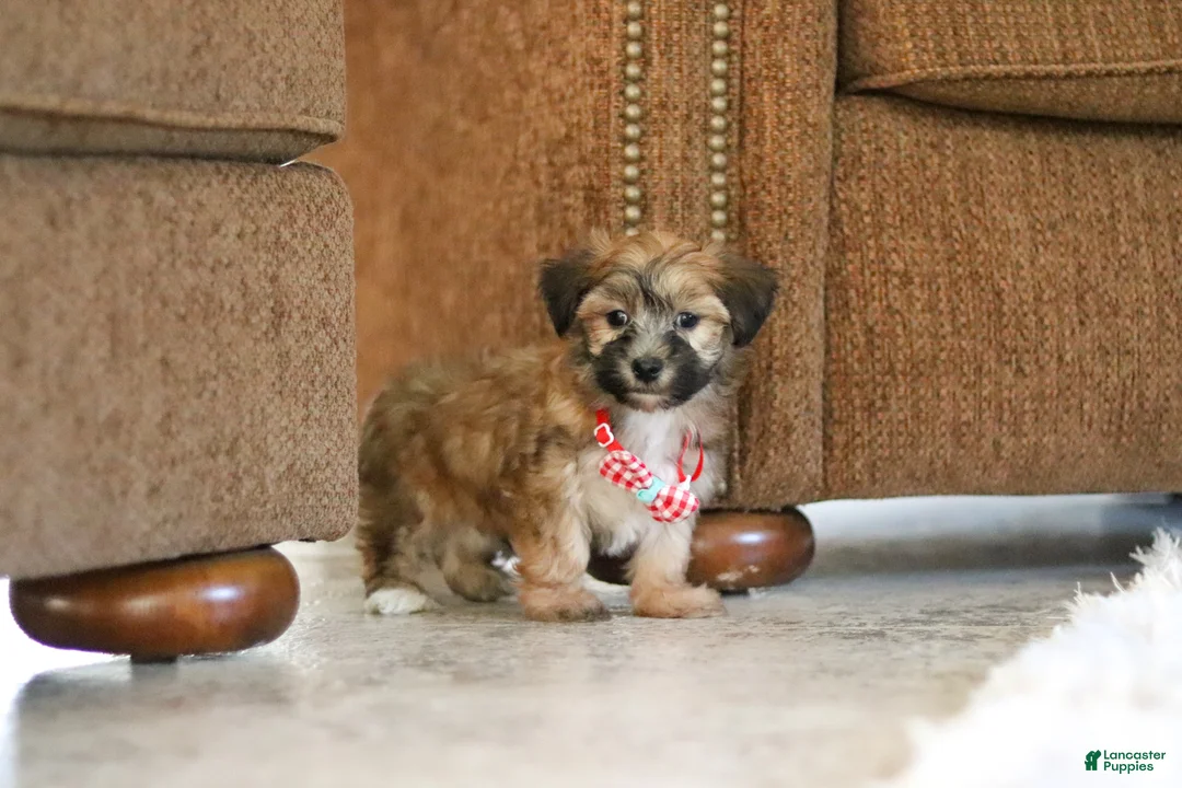 Morkie dogs for sale: Milo - Ad 2